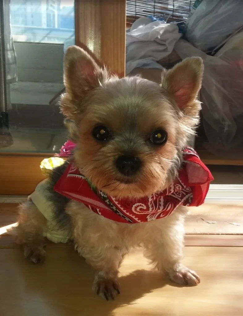 안녕하세요! - 영이